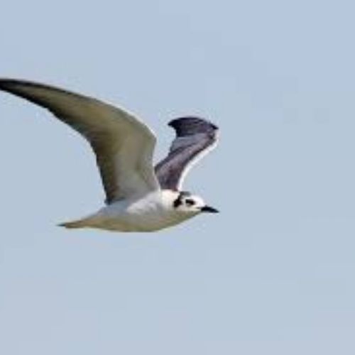 White Winged Tern-15153